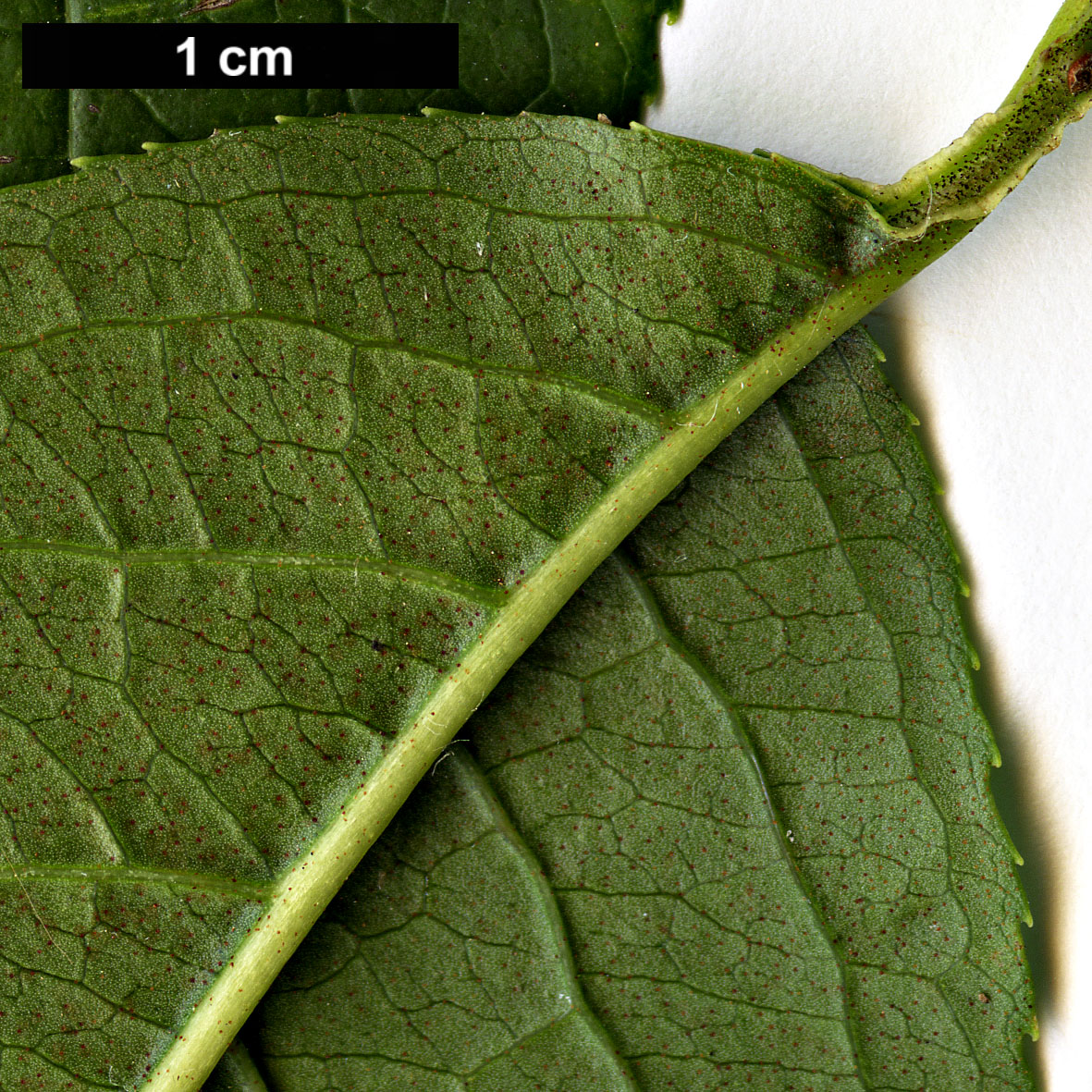 High resolution image: Family: Adoxaceae - Genus: Viburnum - Taxon: ×jackii (V.lentago × V.prunifolium)